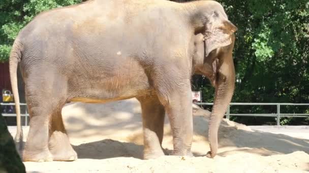 Velho Elefante Indonésio Cativeiro Animais Infelizes Utilização Animais — Vídeo de Stock