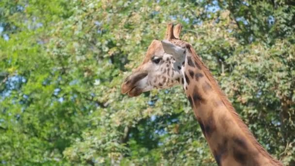 Eine Große Giraffe Frisst Baumblätter Aus Nächster Nähe Afrikanische Savanne — Stockvideo