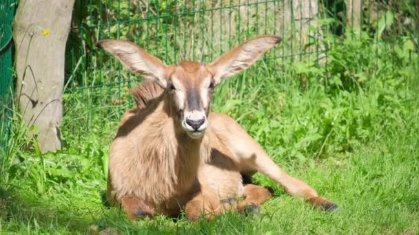 长耳朵的鹿躺在青草上 动物园里的动物 — 图库视频影像