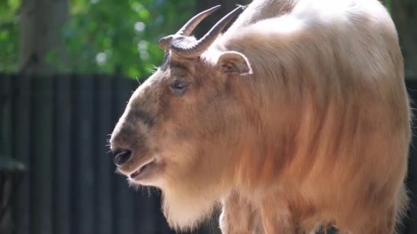 一头长着浓密羊毛的白色水牛吃草 动物园里圈养的动物 — 图库视频影像