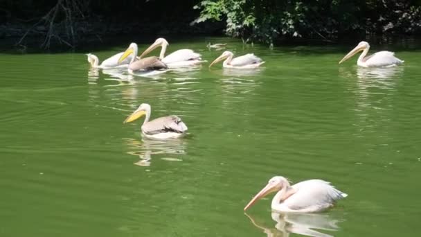 Een Groep Pelikanen Zwemmen Een Groene Rivier Pelican Een Geslacht — Stockvideo