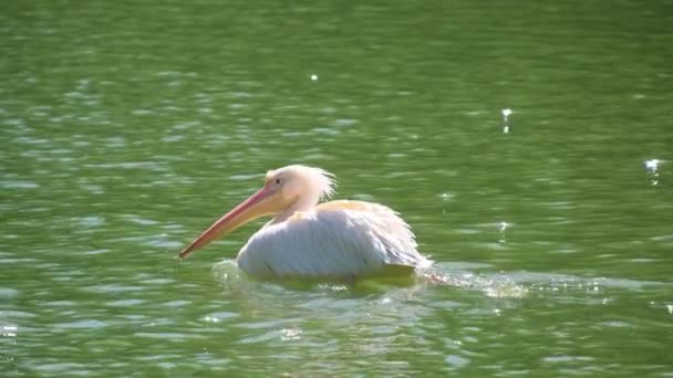 Pembe Pelikan Pelikan Familyasından Bir Kuşu Cinsi Olan Doğu Pelikanı — Stok video