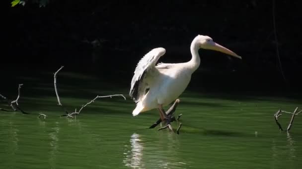 一条大白鹭栖息在河边的树枝上 是苍鹭科的一种大型湿地鸟类 常见于温暖的温带和热带地区 — 图库视频影像