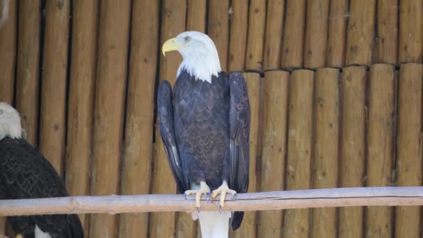 Bald Eagle Large Predatory Bird Hawk Family Lives North America — Stock Video