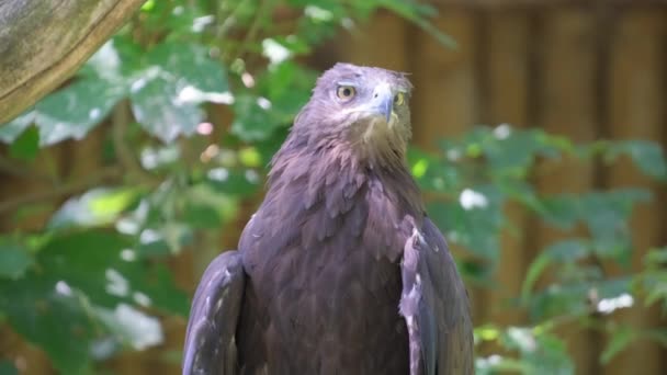 石の鷲はタカ族の獲物の鳥の種である — ストック動画