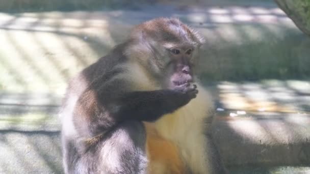 Maymun Afrika Nın Orta Batı Bölgelerinde Yaşayan Bir Primat Cinsidir — Stok video