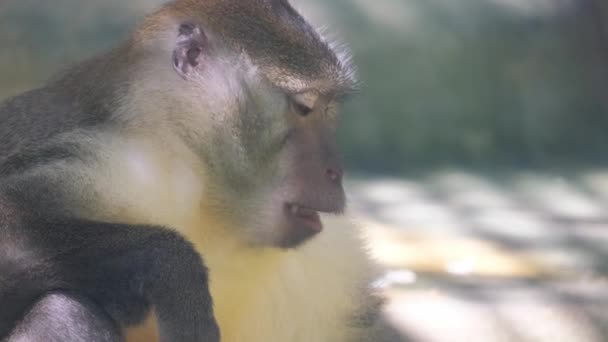 Retrato Perto Macaco Género Hominídeo Família Dos Primatas Animais Cativeiro — Vídeo de Stock