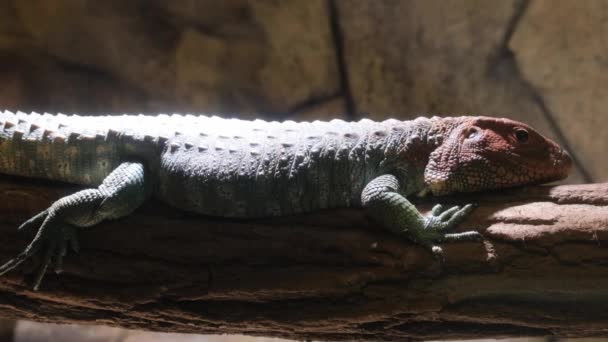 木の枝にカイマン トカゲのクローズアップ 暗い地下水族館の爬虫類 — ストック動画