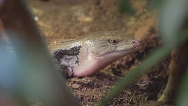 Ένα Φίδι Στο Terarium Στο Ζωολογικό Κήπο Κλείσε — Αρχείο Βίντεο