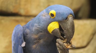 Papugov 'un memleketinin Macaw sümbül kuşu. En büyük papağan türlerinden biri. Papağanda bezelye var..