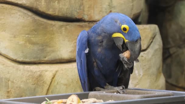 Hiacyntowa Macaw Orzechy Ameryka Południowa Brazylia Anodorhynchus Hiacinthinus Jest Ptakiem — Wideo stockowe