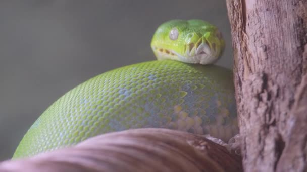 Narrow Headed Mamba Dendroaspis Angusticeps Poisonous Snake Mamba Genus Aspid — Stock Video