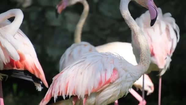 Růžový Plameňák Okřídlený Pták Rodiny Plameňáků Skupina Ptáků — Stock video