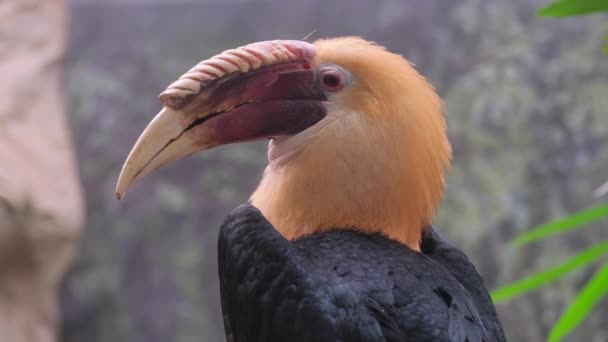 角嘴鸟是角嘴族的一个鸟类属 Bucerotidae 属的代表生活在东南亚 — 图库视频影像