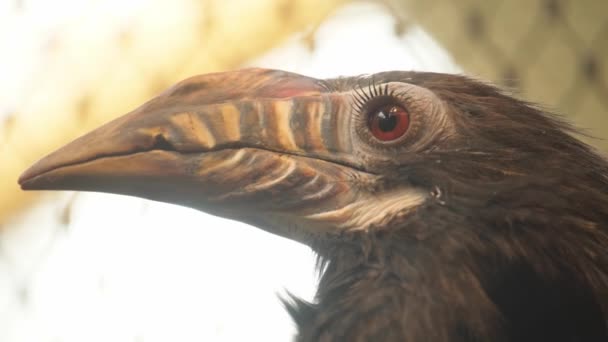 Aves Exóticas Tucanos São Uma Família Aves Ordem Dos Pica — Vídeo de Stock