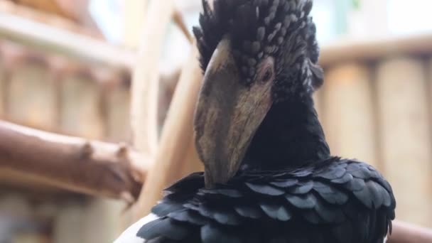 エキゾチックな鳥の一種 トゥカンは木製の鳥の家族です — ストック動画