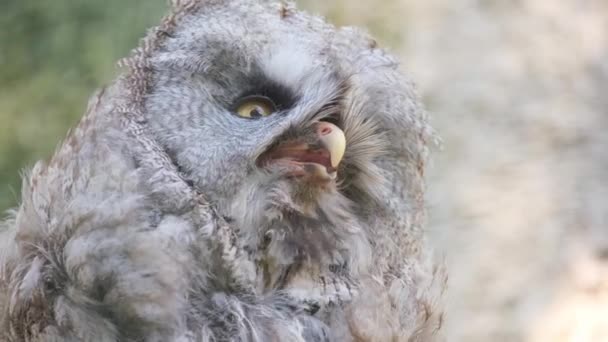 Close Gray Owl Yellow Eyes Breathing Heavily Species Bird Genus — Stock Video