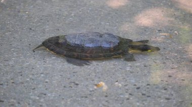 Deniz kıyısındaki küçük bir kaplumbağa. Kaplumbağa kavramı.