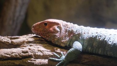 Kuzey Cayman kertenkelesi ormanda bir ağaç dalında oturuyor, ağır çekimde. Teiidae familyasından büyük bir yarı su kertenkelesi türü..