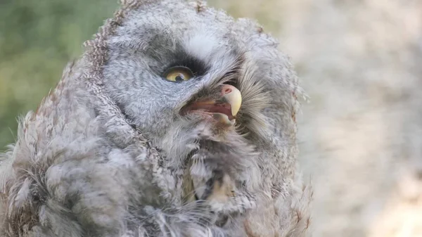 Close-up of a gray owl with yellow eyes breathing heavily. A species of bird of the genus Asio long-eared owl, owl family. Slow motion
