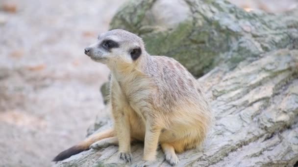 Meerkat Anglais Meerkat Une Petite Créature Patrie Des Mangoustes Seul — Video
