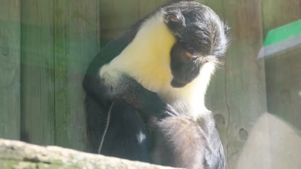 Сім Мавп Сидить Вольєрі Зоопарку Мати Мавпа Очищає Свою Дитину — стокове відео