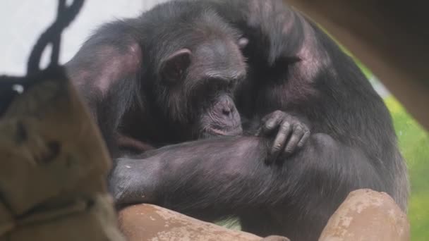 チンパンジーの家族が毛皮を掃除している チンパンジーは主要な祖国の一部である — ストック動画