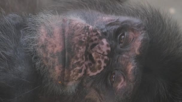 Close Face Adult Gorilla Monkey — Stock Video