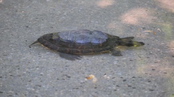 Μια Μικρή Χελώνα Στην Ακρογιαλιά Μέσα Στο Νερό Έννοια Των — Αρχείο Βίντεο