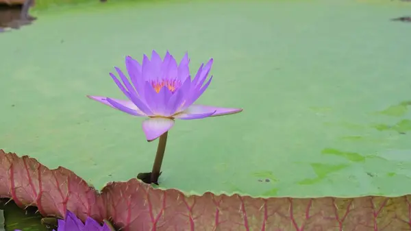 Beautiful water lilies in a park . Water lilies float on a lake in a botanical garden with a flower. Giant water lily in botanical garden.
