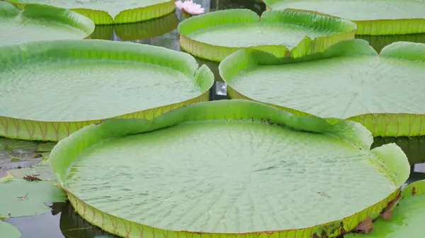 Large leaves of Victoria Amazonian. Huge blooming lotus leaves, Victoria water lily floating on pond surface, beautiful tropical nature.