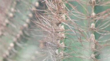 Avustralya kaktüsünün yakın çekimi, keskin kaktüs iğneleri. Çölde vahşi bir bitki.