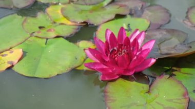 UT botanik bahçesinde pembe su zambağı. Pembe çadır zambağı. Taze pembe su zambağı gölette yüzüyor. Su zambağı doğal koşullarda pembedir.. 