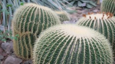 Bir botanik bahçesinde bilimsel adı Echinocactus grusonii olan bir grup kaktüs. Yeşil evdeki kaktüs, kaktüs ya da kaktüs, saksı ve bahçede çeşitli kaktüsler..