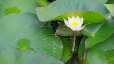 Göldeki güzel beyaz su zambağı çiçeği. Yeşil yaprakların arasındaki gölette, yukarıdan gelen beyaz su zambağı.. 