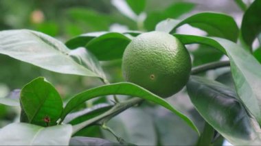 Ağaçta taze yeşil kireç meyvesi. Rüzgarda hareket eden dallardaki limon meyvelerine yakın çekim.