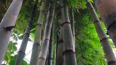 Bambu, Poaceae familyasından, bambu alt familyasından bir bitki cinsidir. Bambu ağacı. Yavaş çekim