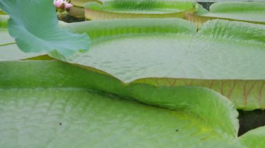 Amazonian Victoria, Latate ailesinin en büyük çiçek açan bitkilerindendir. Suda dev bir nilüfer..