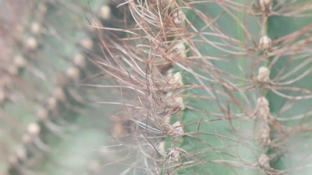 Primo Piano Cactus Australiano Aghi Cactus Affilati Una Pianta Selvatica — Video Stock