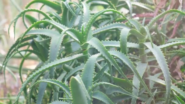 Aloe Vera Tropical Green Plant Tolerates Hot Weather Well Aloe — Stock Video
