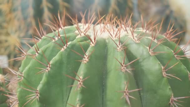 Szczelnie Zielone Kaktusy Cienkimi Ostrymi Kręgosłupami Rosnącymi Ogrodzie Szczegóły Złotej — Wideo stockowe