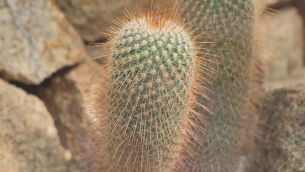 Una Vista Cercana Cactus Cactus California Familia Los Cactus — Vídeos de Stock