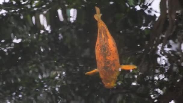Büyük Kırmızı Sazan Renkli Koi Balığı Taze Temiz Suyla Gölette — Stok video