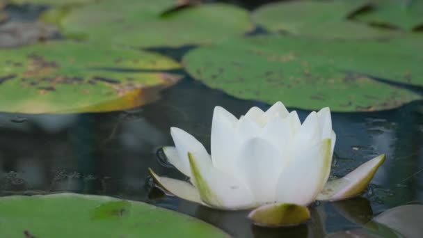 Krásný Lotos Mezi Nedbalými Listy Bílá Lilie Vodě Krásná Bílá — Stock video