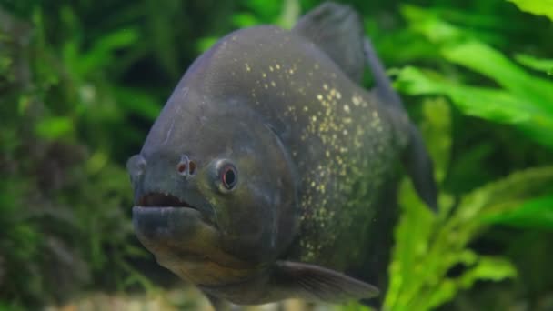 Närbild Pirayor Dammen Pygocentrus Nattereri Rovfisk Som Lever Sydamerikas Sötvatten — Stockvideo