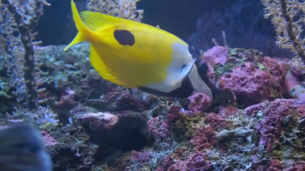 Όμορφο Τροπικό Κίτρινο Ψάρι Ένα Ενυδρείο — Αρχείο Βίντεο