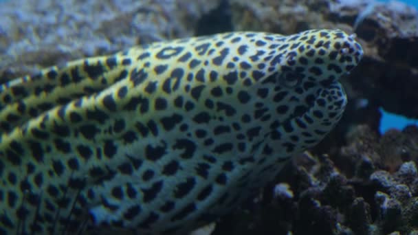 Spotted Large Predatory Fish Muraena Genus Fish Moray Family Muraenidae — Stock Video