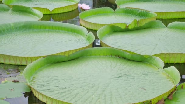 Grote Bladeren Van Victoria Amazonian Enorme Bloeiende Lotusbladeren Victoria Waterlelie — Stockvideo