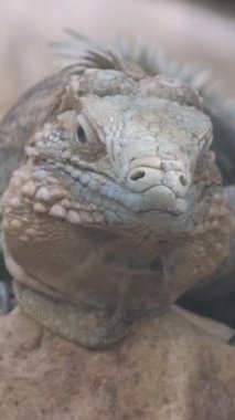 Yatıp dinlenen dev bir iguananın portresi. Bunlar vahşi doğadaki sürüngen dinozorların kalıntıları. Dikey video