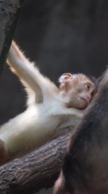 Ağaçta oynayan bir şempanze ailesi. Hominid primat ailesinin cinsi. Dikey video.